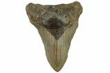 Bargain, 3.02" Fossil Megalodon Tooth - North Carolina - #200684-1